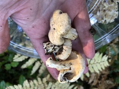 Cantharellus subalbidus