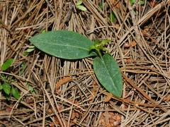 Chiloglottis cornuta