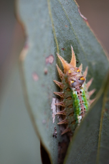 Doratifera oxleyi