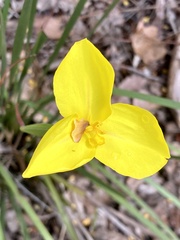 Patersonia umbrosa