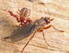 Lutomyia
