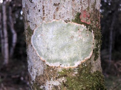 Herpothallon