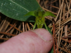 Chiloglottis cornuta