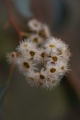 Eucalyptus polyanthemos