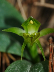 Chiloglottis cornuta