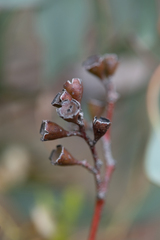 Eucalyptus polyanthemos