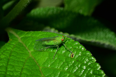 Cuernavaca herbida