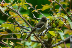Empidonax occidentalis