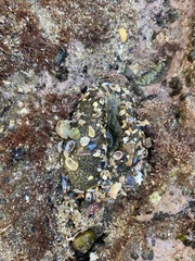 Anthopleura