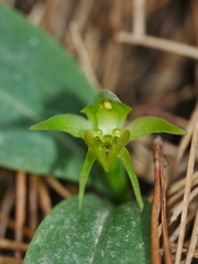 Chiloglottis cornuta