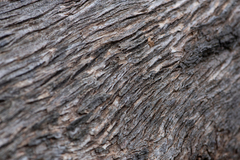 Eucalyptus polyanthemos