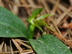 Chiloglottis cornuta