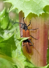 Trichalus semicostatus