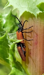 Trichalus semicostatus