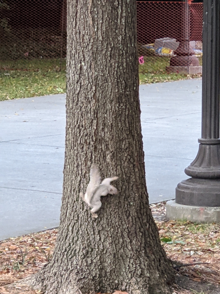 Eastern Gray Squirrel from Georgia Tech, Atlanta, GA, USA on 28 October