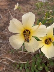 Apis mellifera