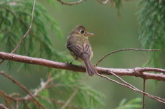 Empidonax occidentalis