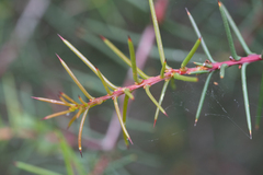 Hakea decurrens