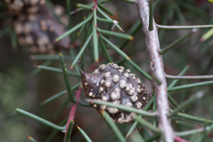 Hakea decurrens