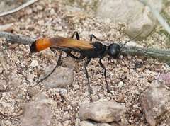 Ammophila placida