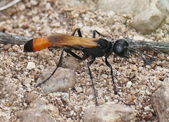 Ammophila placida