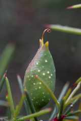 Hakea decurrens