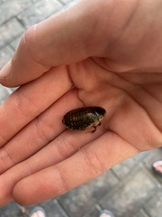 Blaberidae