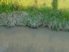Myocastor coypus