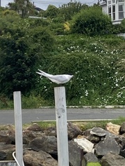 Sterna striata striata