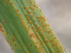 Puccinia allii