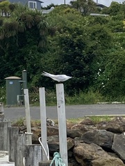 Sterna striata striata