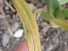 Puccinia allii