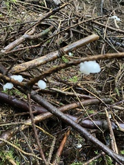 Albatrellus avellaneus