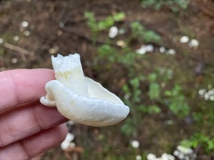 Albatrellus avellaneus