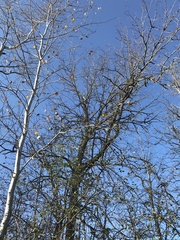 Ulmus thomasii