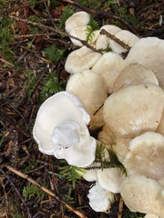 Albatrellus avellaneus