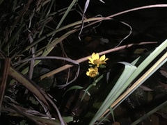 Callilepis laureola