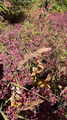 Calamagrostis epigejos