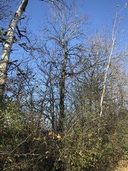Ulmus thomasii