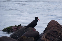 Haematopus fuliginosus