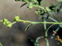 Stillingia linearifolia