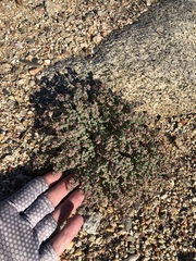 Euphorbia melanadenia