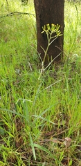 Senecio phelleus