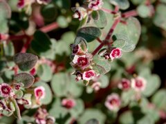 Euphorbia melanadenia