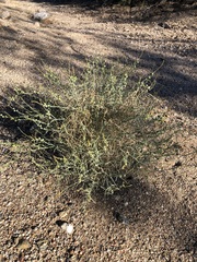 Stillingia linearifolia