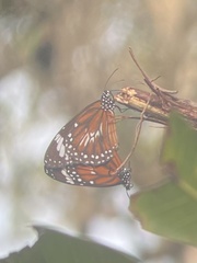 Danaus affinis