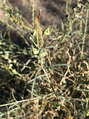 Stillingia linearifolia