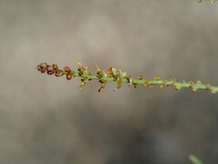 Stillingia linearifolia