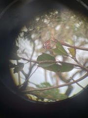 Danaus affinis