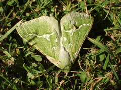 Aenetus virescens